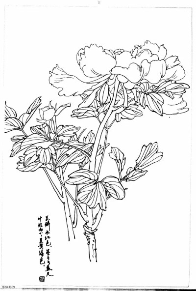 白描花鸟入门图片