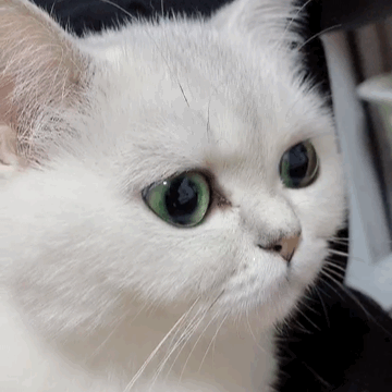 猫咪问号表情包 gif图片