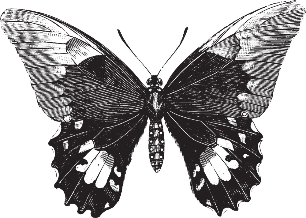 蝴蝶标本简笔画图片