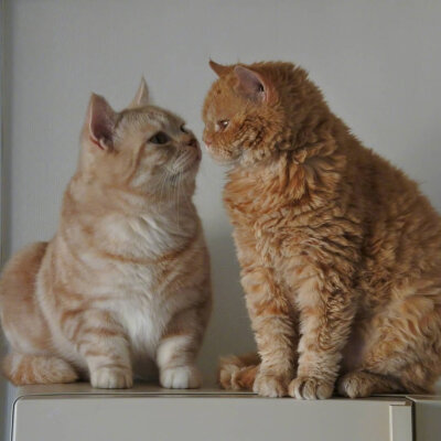 两只猫对视图片图片