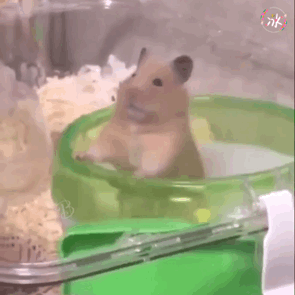 仓鼠喝水gif图片