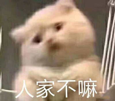 猫咪情侣撒娇表情包