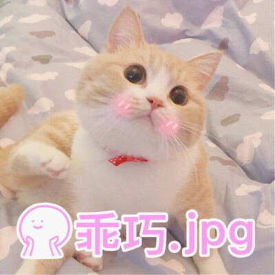 小猫哭表情包