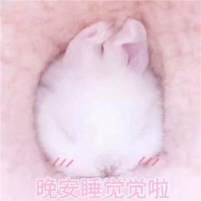 哈喽!可爱的兔子表情包送给你们,这是我第… - 堆糖