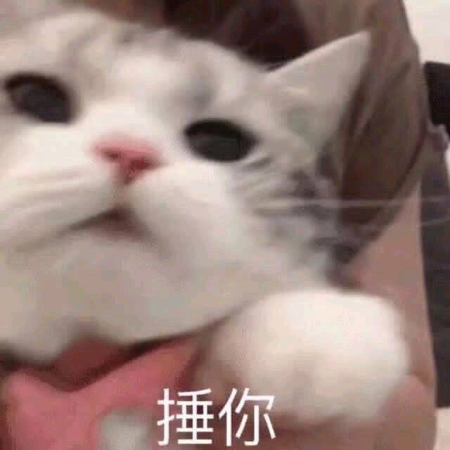 超可爱表情包