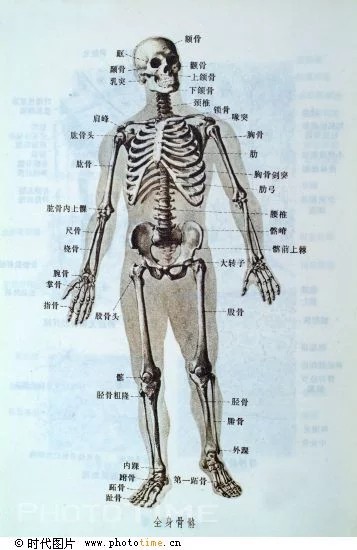 人体的37个骨性标志图片