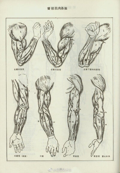 骨骼肌示意图画法图片