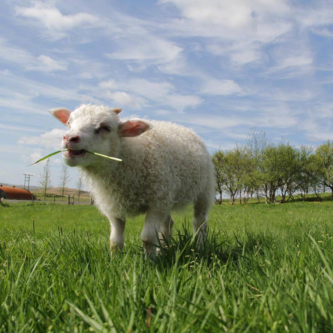 冰岛的一可爱农场,羊咩咩好治愈.ins:farmlifeiceland