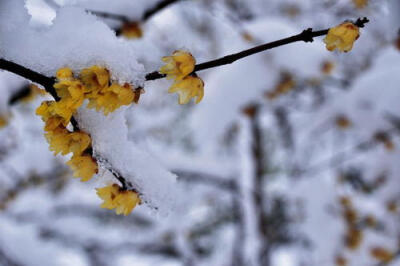 烟霏霏 雪霏霏图片