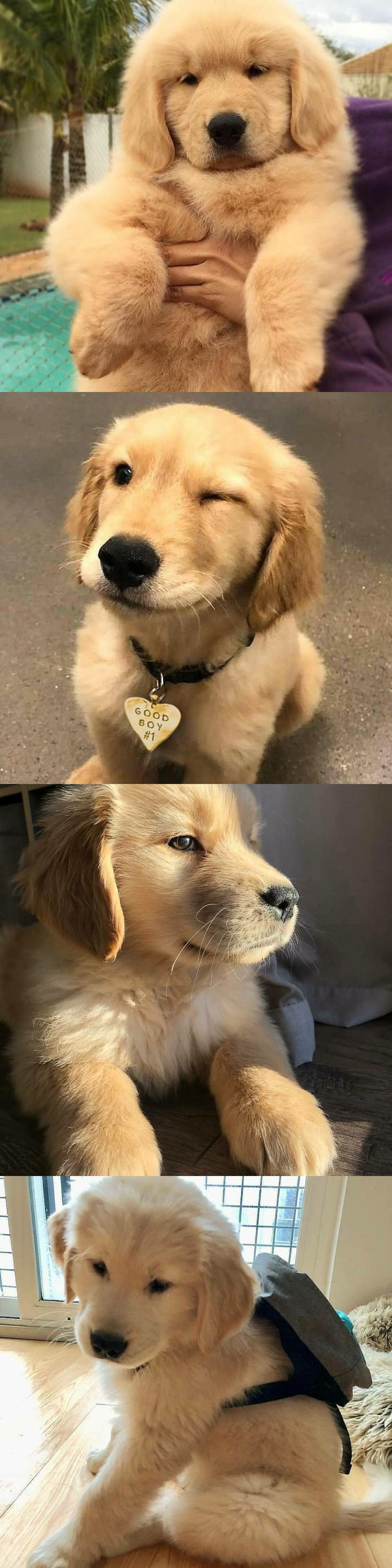 金毛崽崽 - 堆糖,美图壁纸兴趣社区