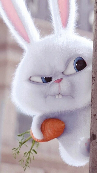 snowball兔子高清壁纸图片