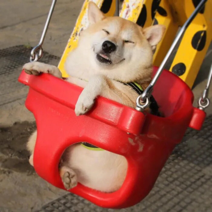 "开心地合不拢嘴"可爱柴犬壁纸背景图