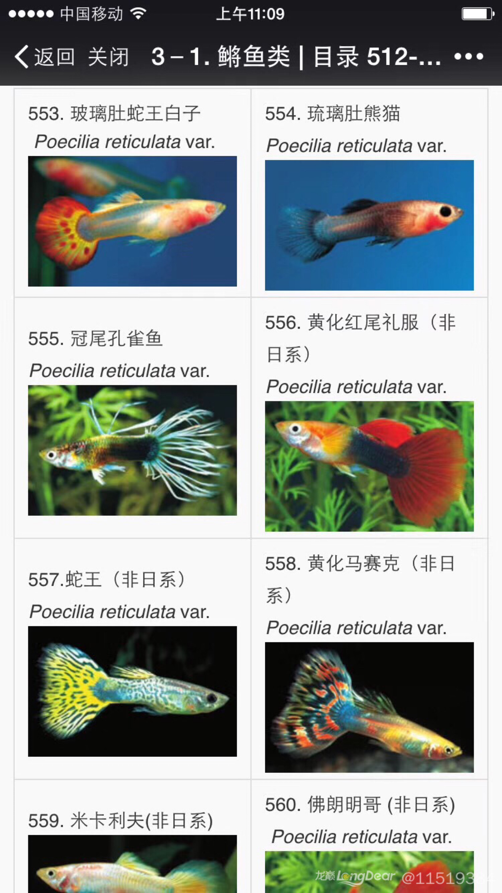 孔雀鱼种类图片带名称图片