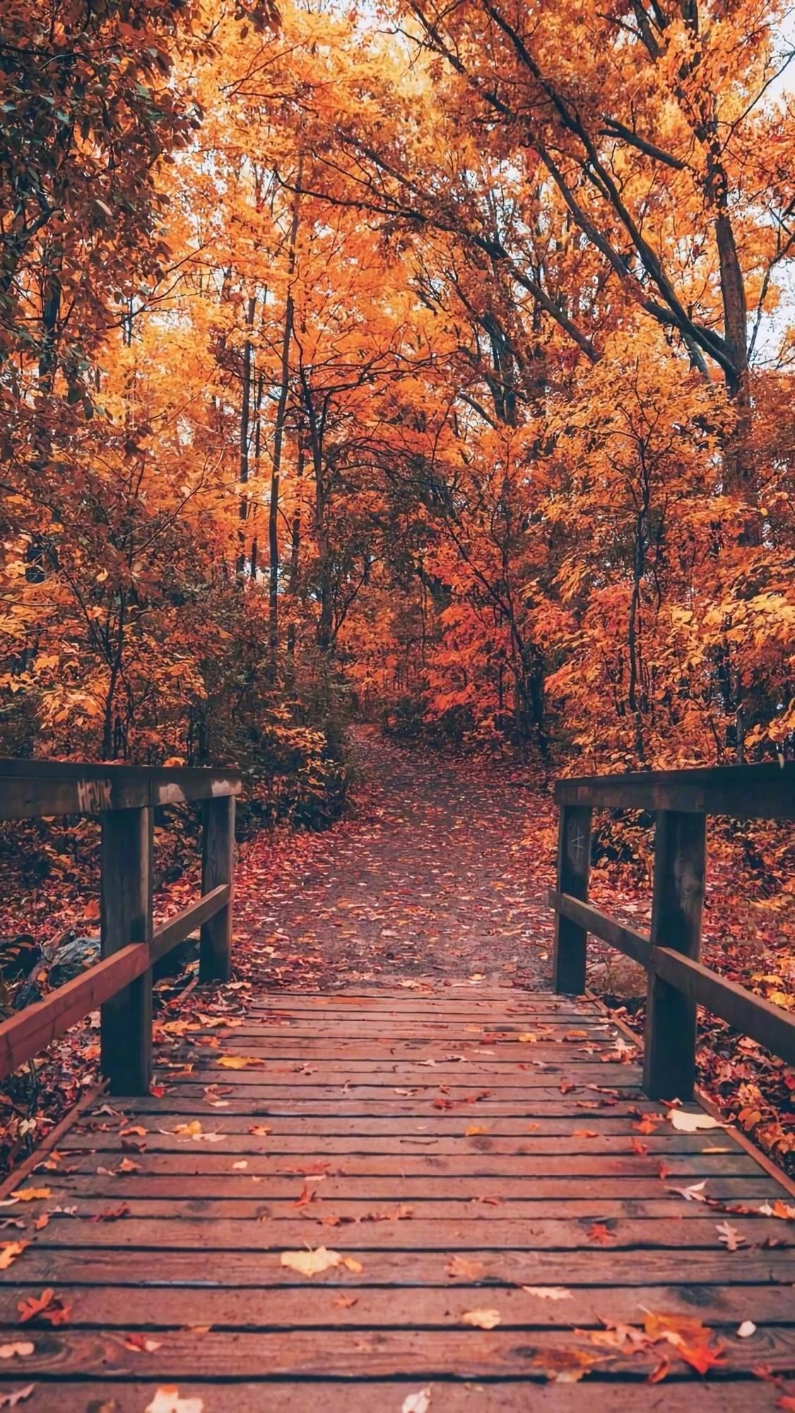 枫叶- 堆糖,美图壁纸兴趣社区