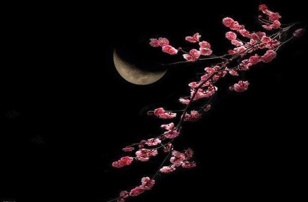 明月夜 落花时能助欢笑 亦伤别离 晚安#今晚的月亮