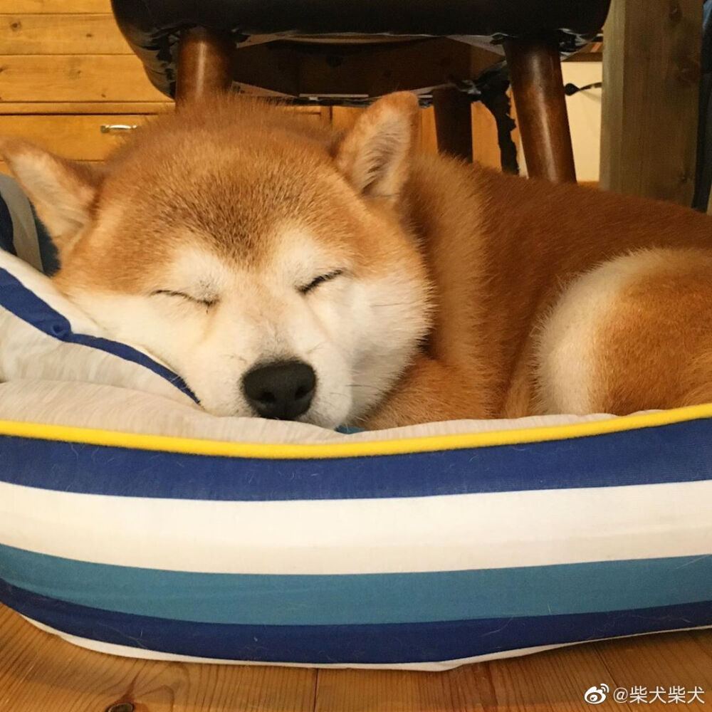 可爱的狗子午睡啦,做个好梦哦 instagram:shibainu