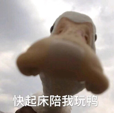 本公主真是给你脸了沙雕搞怪可爱表情包