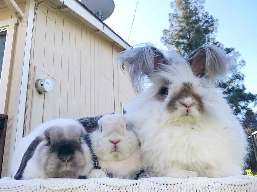ins:bunnyloulu