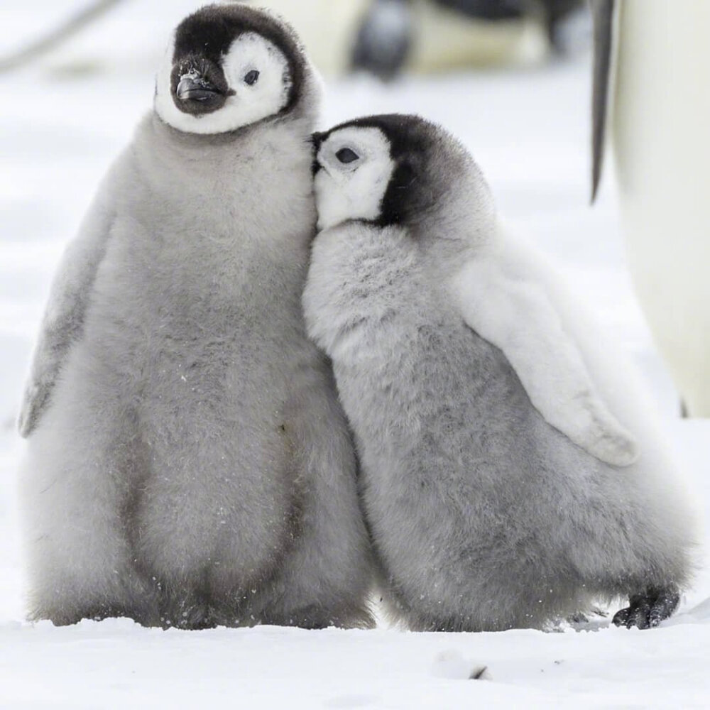 小企鹅inspenguinstothepeople