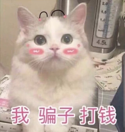 最近生活不易 找点可爱猫猫让大家开心一下 大家照顾好自己