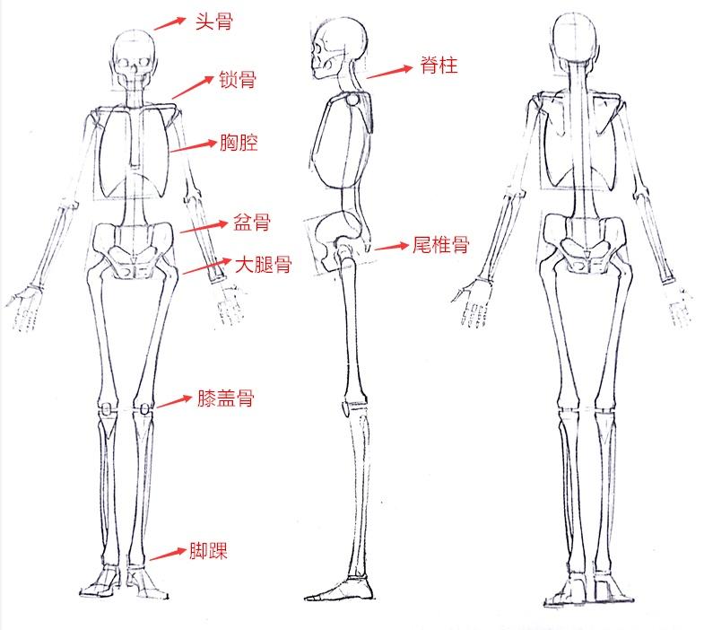 人体