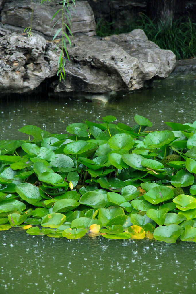 风来听风,雨来赏雨,花落不悲,花开不喜.