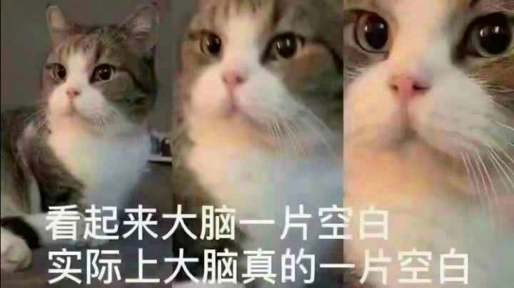 表情包 猫