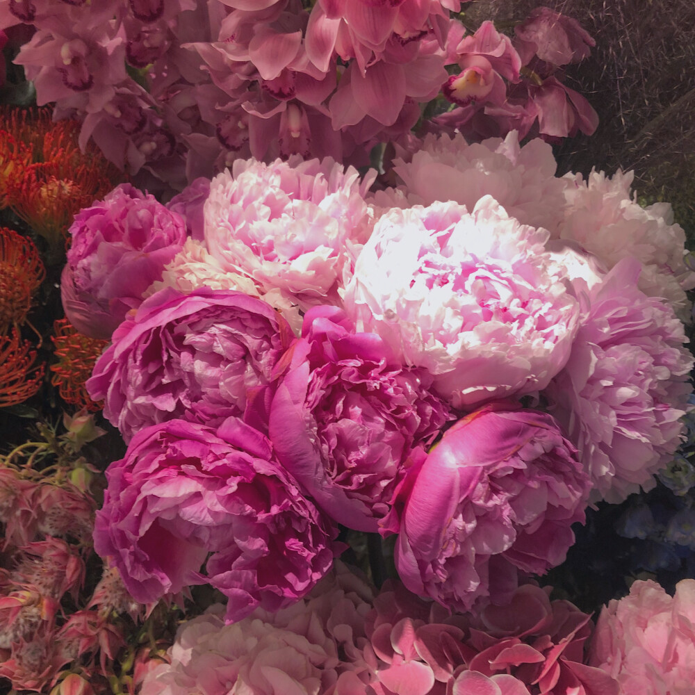 花/ins/自拍/壁纸/背景