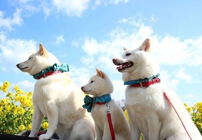 白色柴犬一家三口的春日旅行