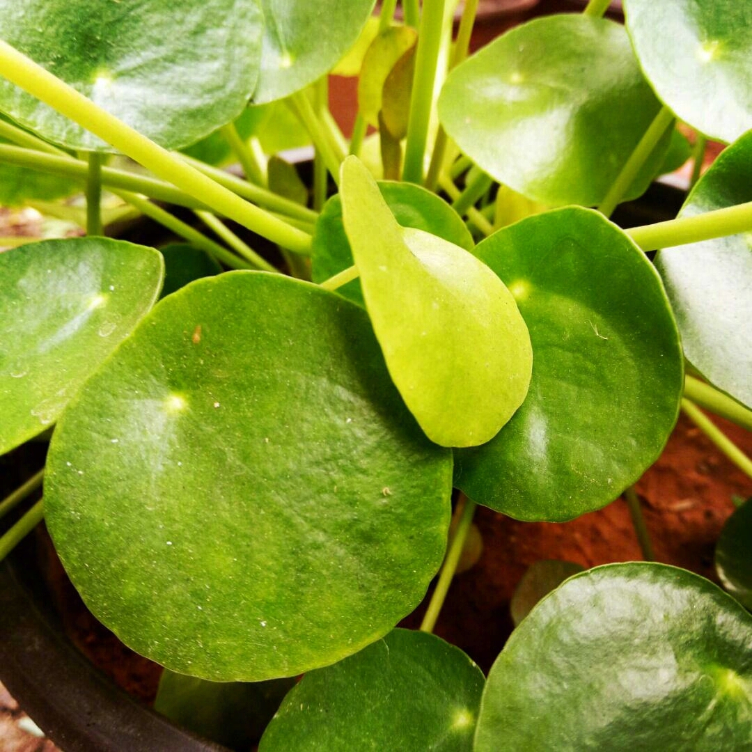 难怪吴文英说:"爱绿叶翠圆,胜看花好",这圆圆的叶子真的很好看.