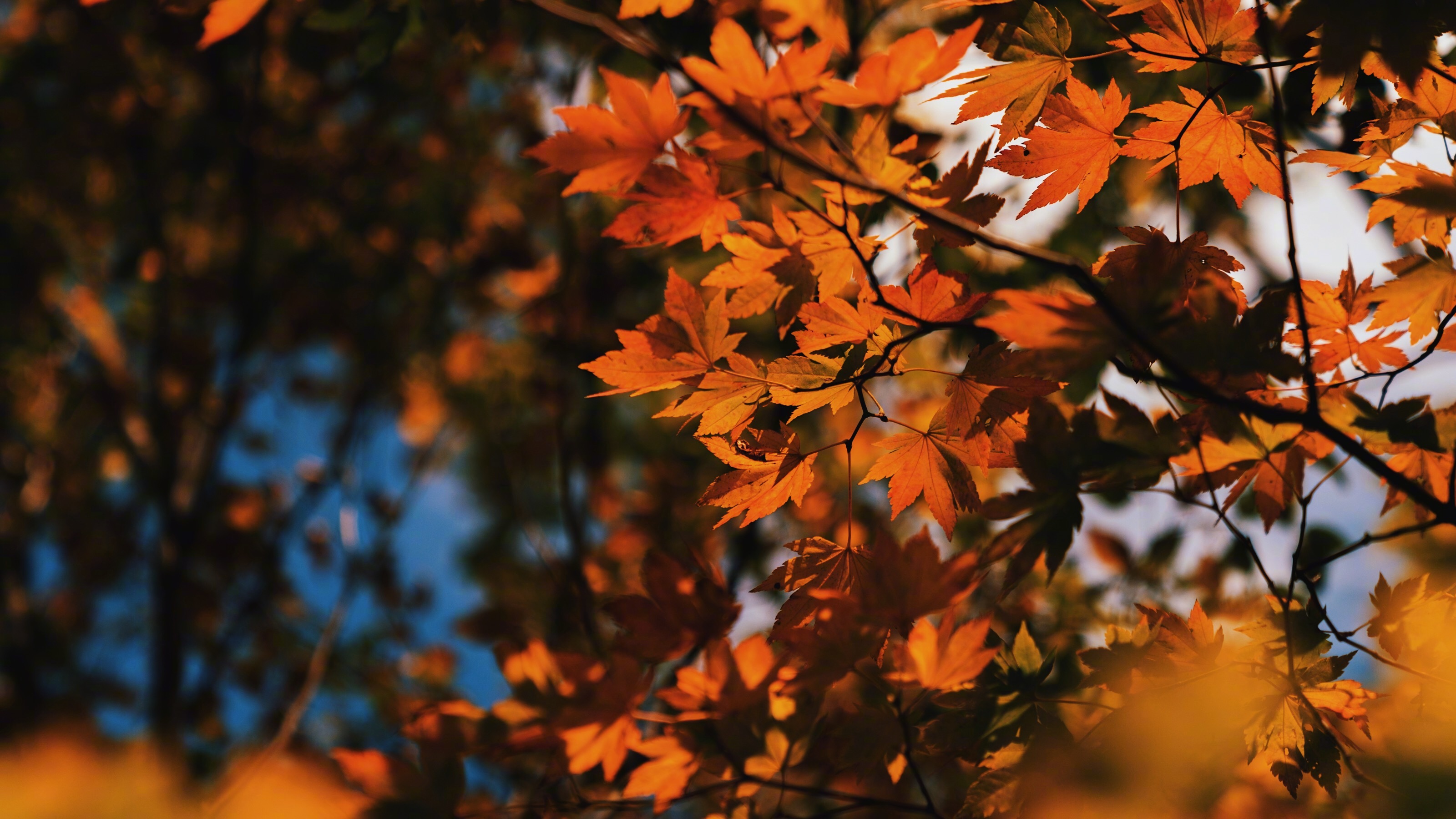 本溪桓仁-虎谷峡 的枫叶 / 今年北方比较暖,枫叶现在还没有完全变红