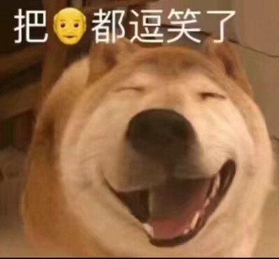 你这个哈皮狗表情包