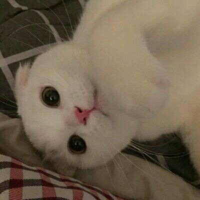 可爱猫猫