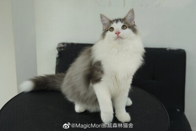 挪威森林猫
