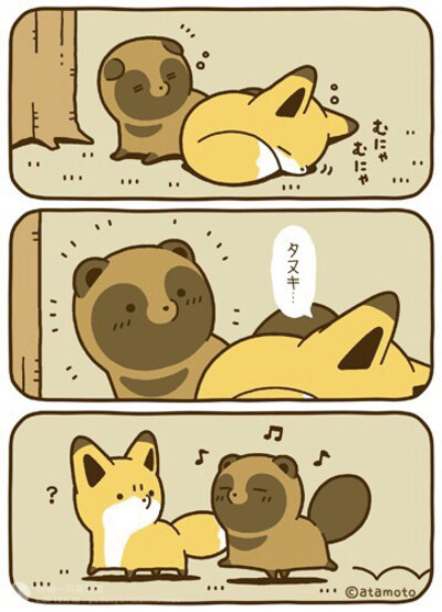 狐狸 狸猫