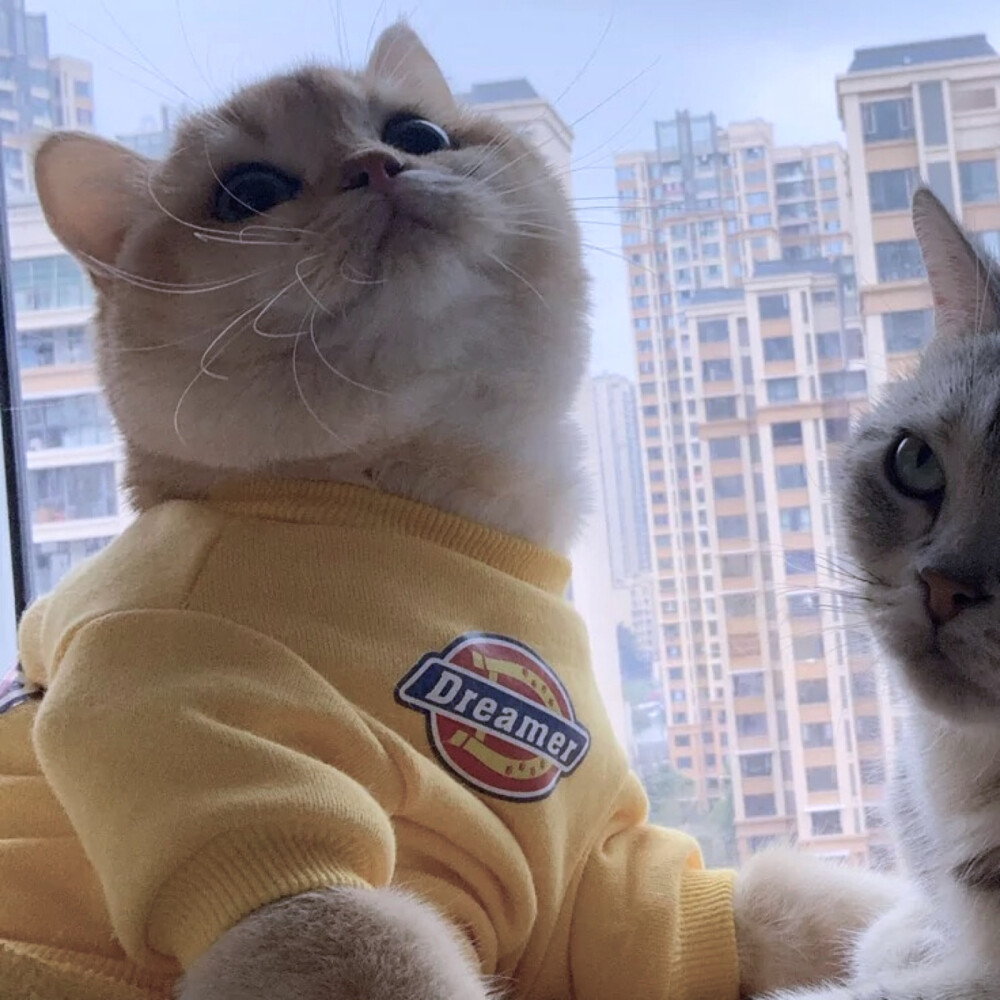 猫猫情侣头像