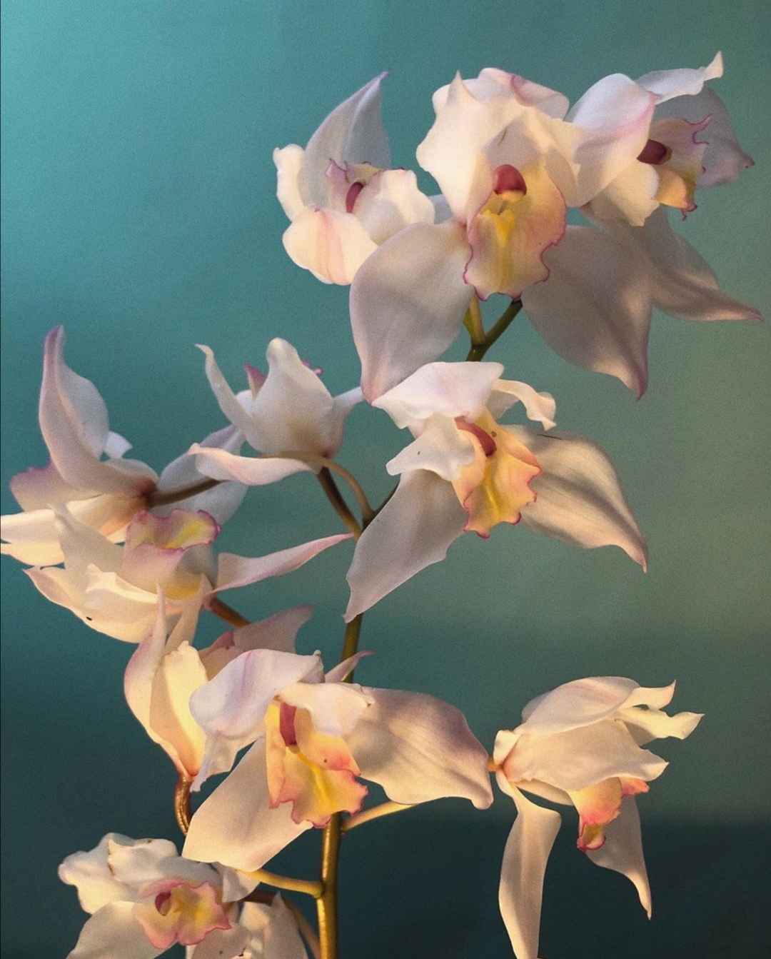 苑秋仙 图源doan_ly 源ins