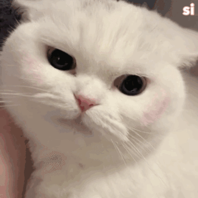 委屈猫咪表情包gif图片