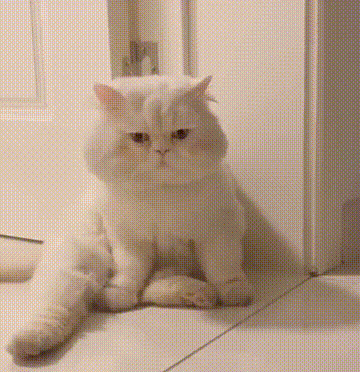 猫咪动图表情包打人图片
