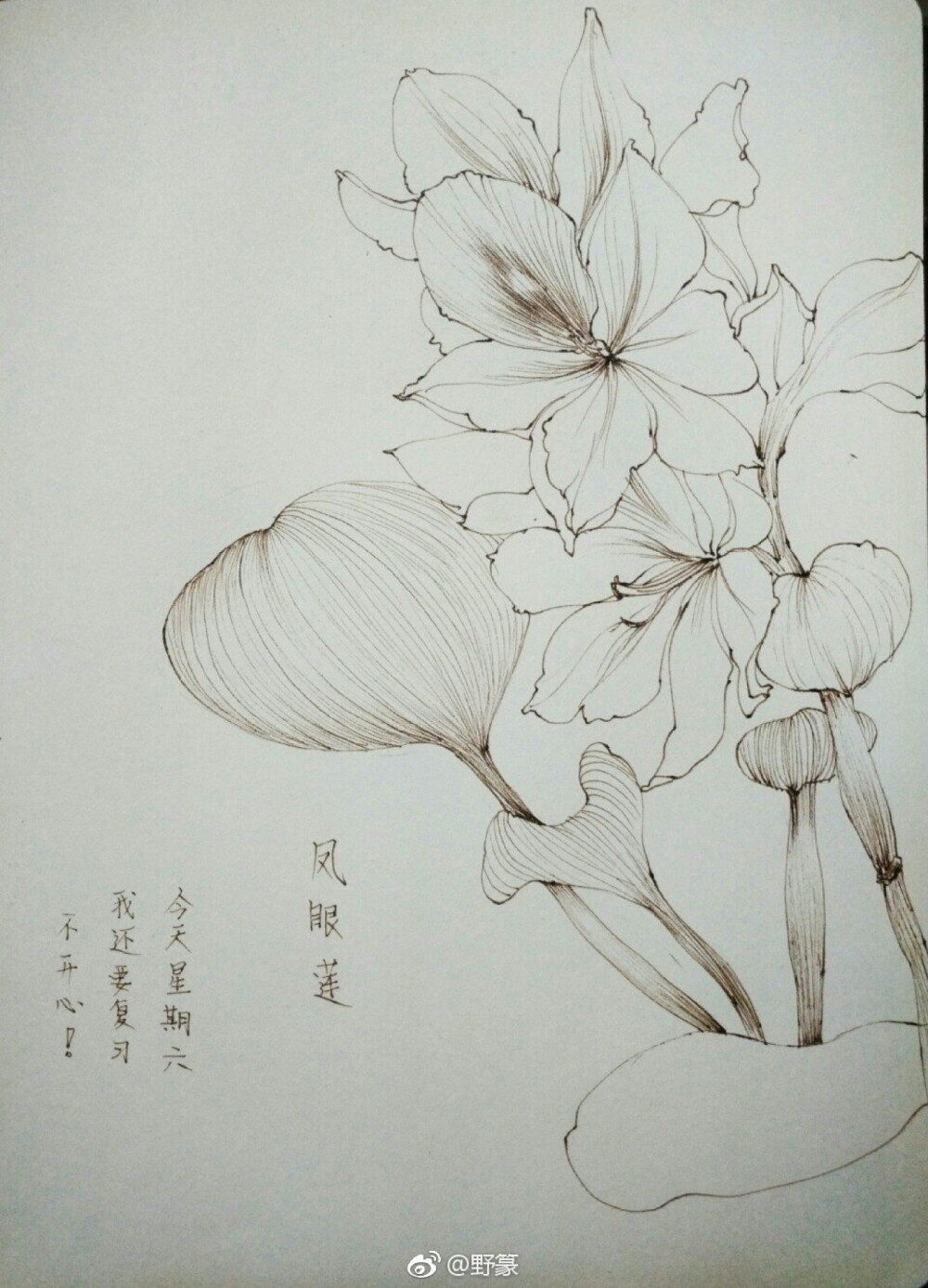 花朵铅笔画唯美图片