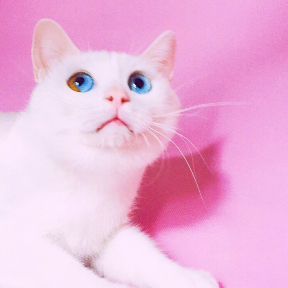 头像 猫