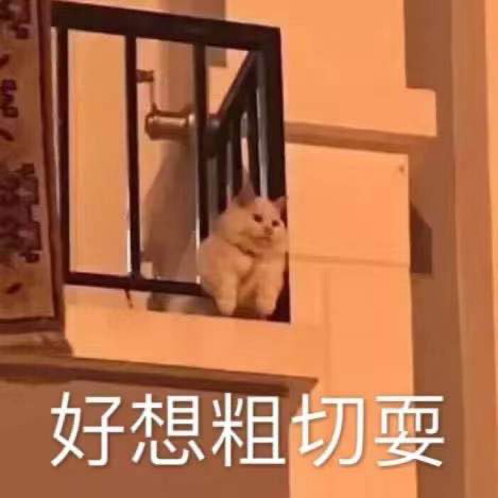 表情包赞评论更多