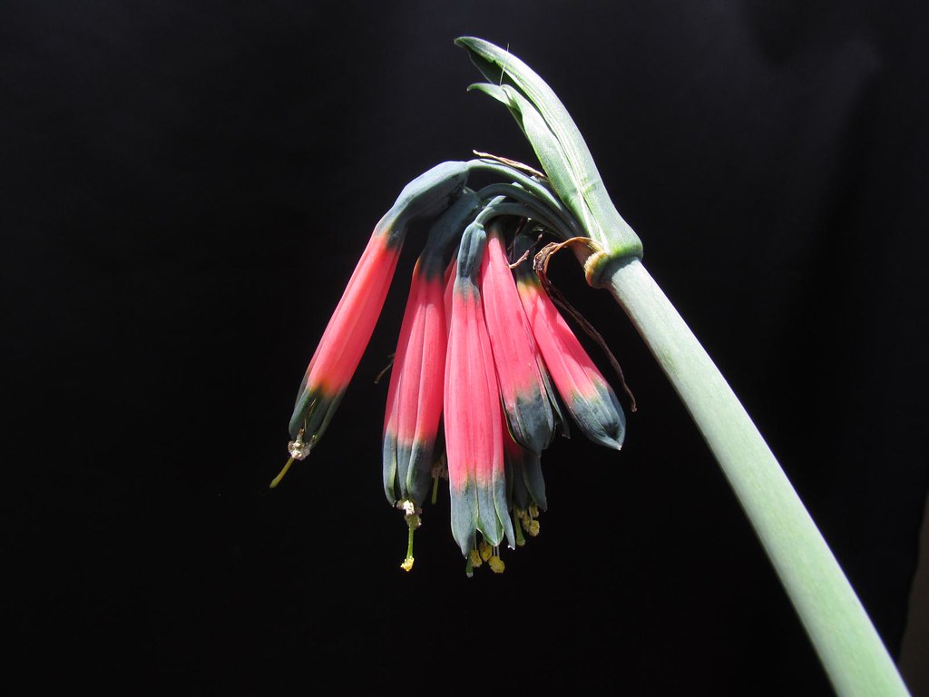 卡氏绿尖石蒜 phaedranassa carmiolii