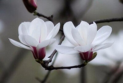 白色木兰花的花语图片