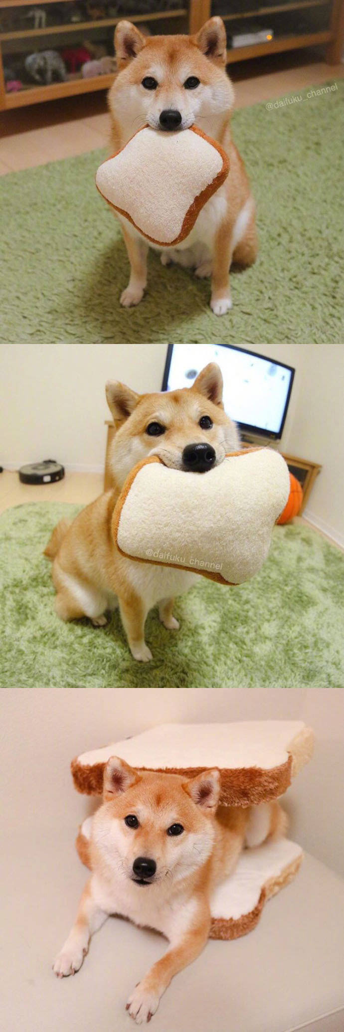 这柴犬宝宝真是要了命了,怎么能可爱成这样!