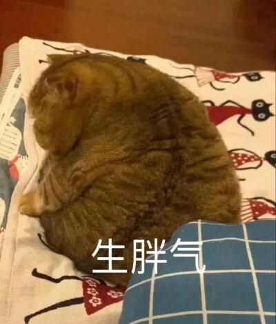 胖猫表情包拿图点赞谢谢