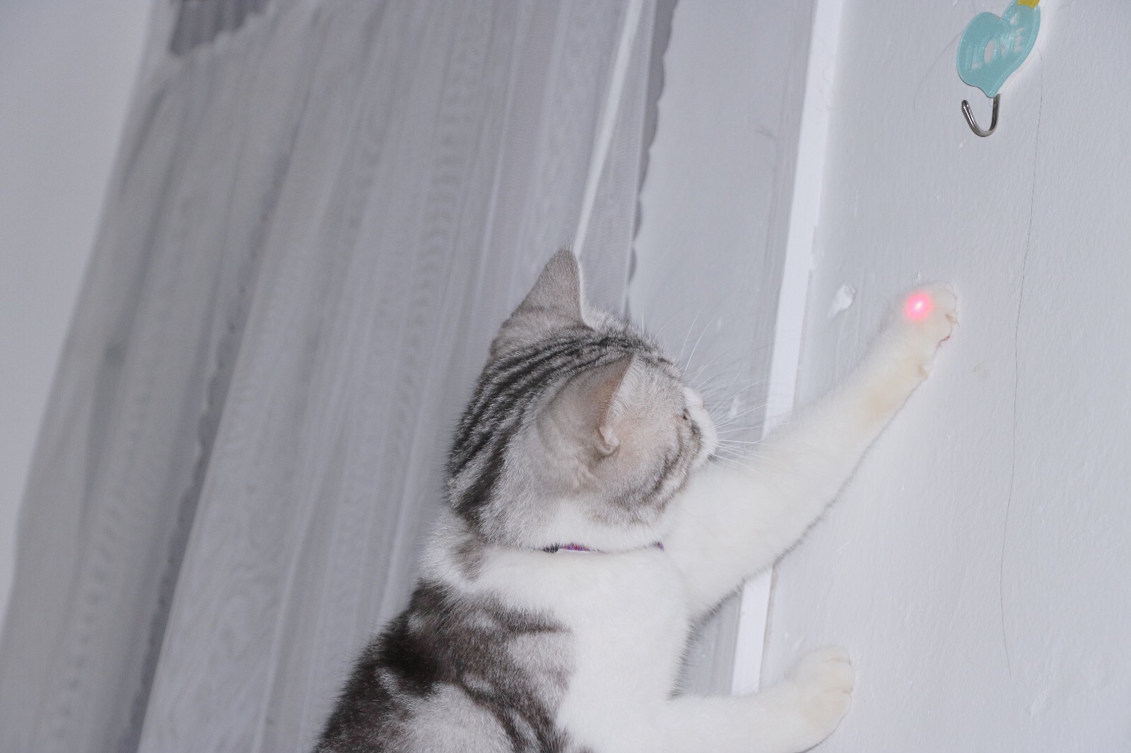 小白- 堆糖,美图壁纸兴趣社区