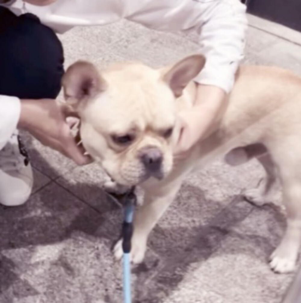 情侣头像 tb猪毛