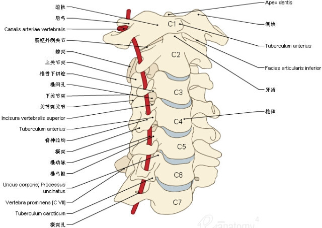 脊柱- 堆糖,美图壁纸兴趣社区