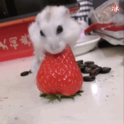 仓鼠